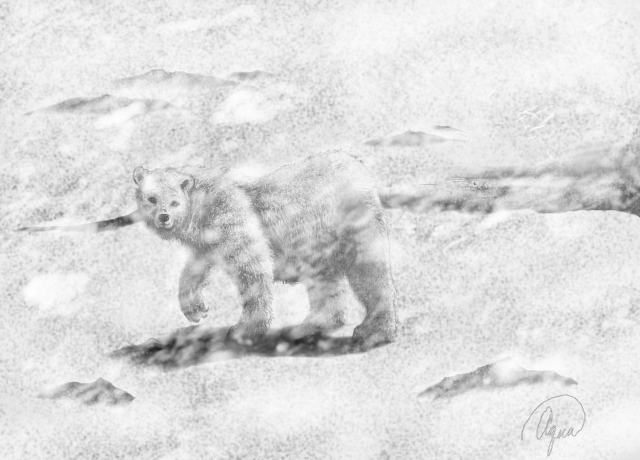 640x460 polar bear in a snow storm - Snowstorm Drawing