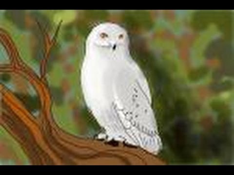 480x360 how to draw a snowy owl - Snowy Owl Drawing