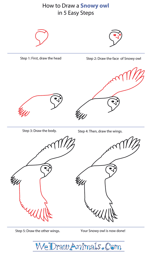 600x1000 how to draw a snowy owl - Snowy Owl Drawing