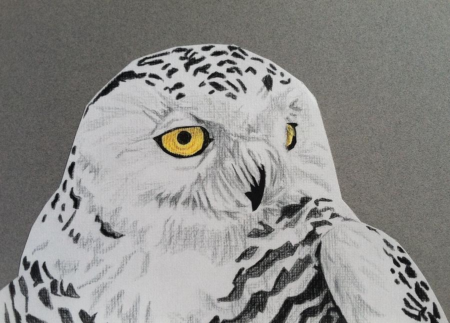 900x647 snowy owl drawing drawing - Snowy Owl Drawing