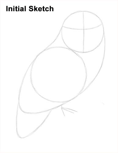 386x500 snowy owl drawing sketch owls - Snowy Owl Drawing
