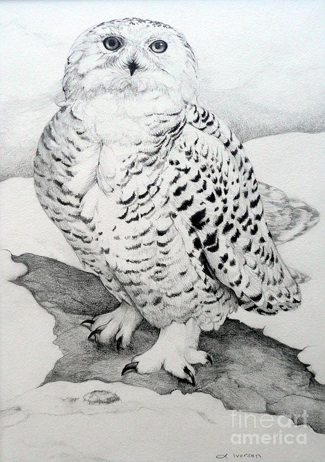 634x900 snowy owl drawing - Snowy Owl Drawing