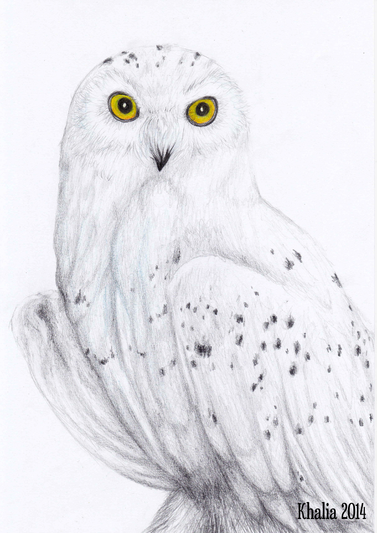 1280x1806 snowy owl drawing - Snowy Owl Drawing