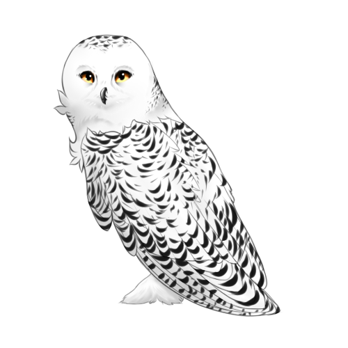 Snowy Owl Drawing at PaintingValley.com | Explore collection of Snowy