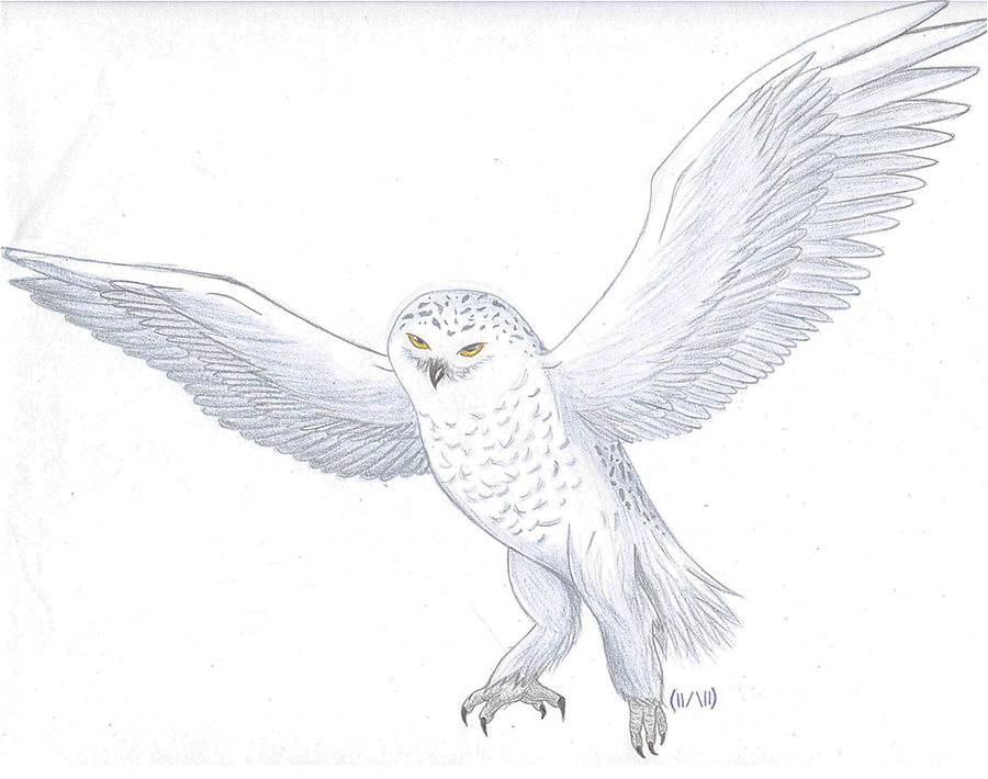 Snowy Owl Drawing at Explore collection of Snowy