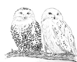 300x243 snowy owls drawing - Snowy Owl Drawing