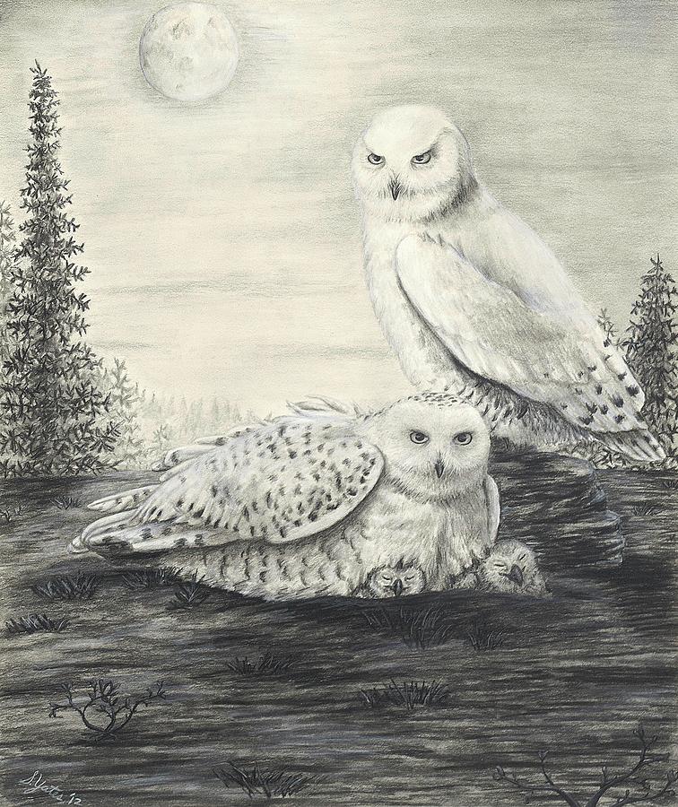 756x900 snowy owls drawing - Snowy Owl Drawing