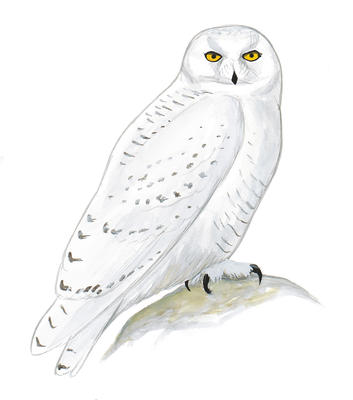 353x400 snowy owls - Snowy Owl Drawing