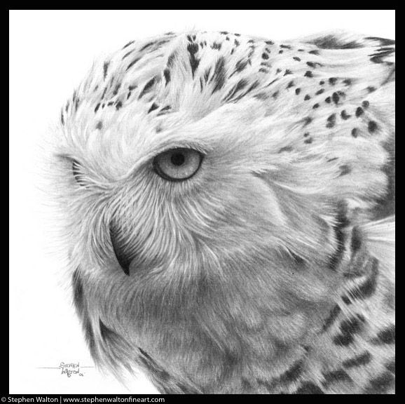 578x576 Stephen Walton Fine Art - Snowy Owl Drawing