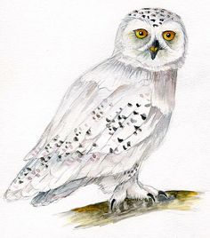 236x268 Best How To Draw - Snowy Owl Drawing