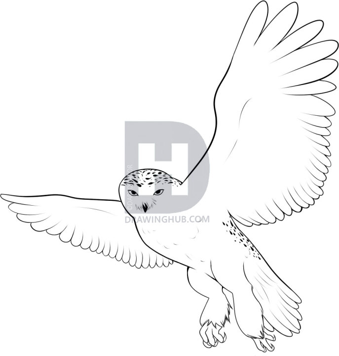 687x720 how to draw a snowy owl, step - Snowy Owl Drawing
