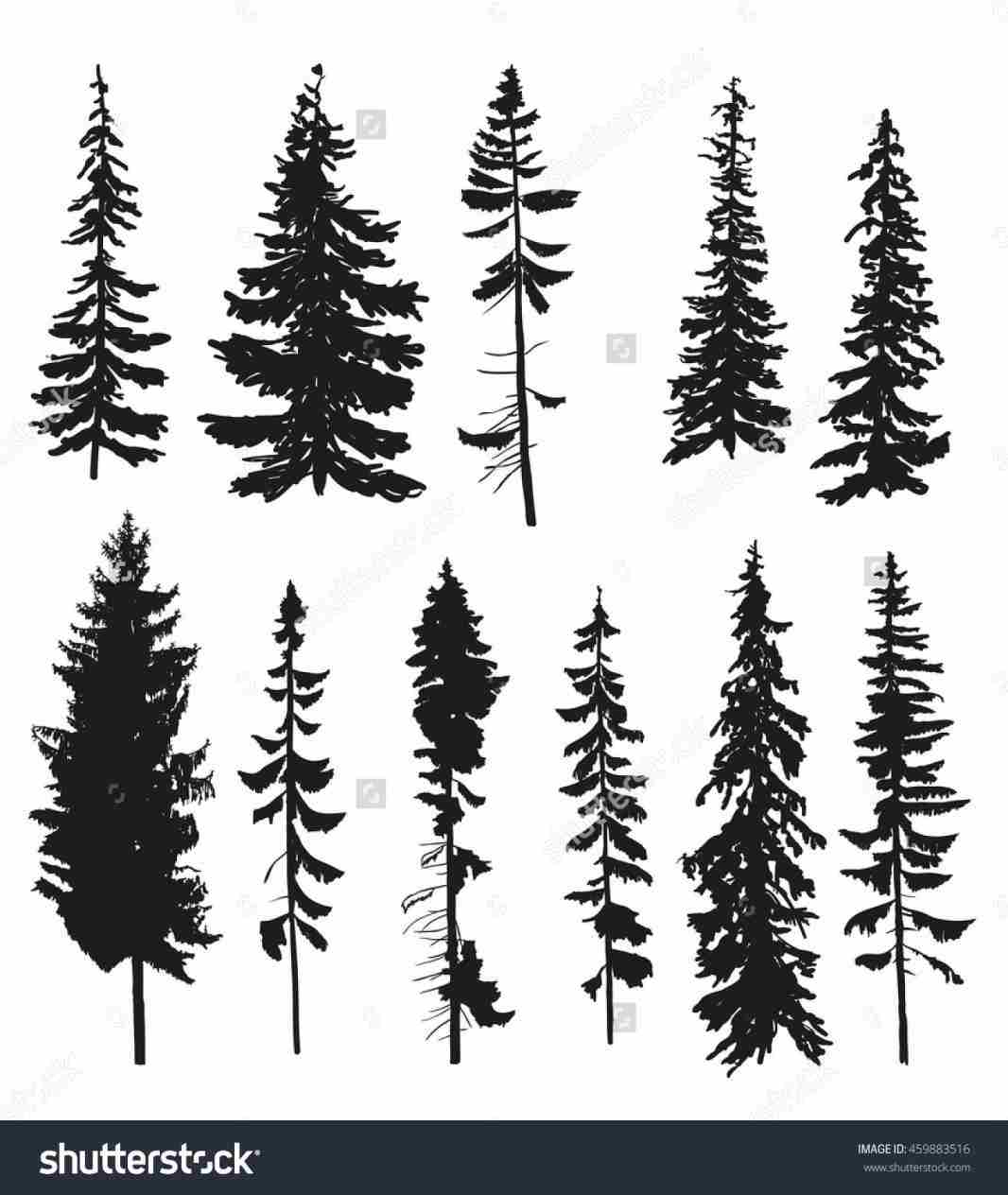 1066x1264 Realistic Pine Tree Drawing Drawing Fine Art - Snowy Tree Drawing