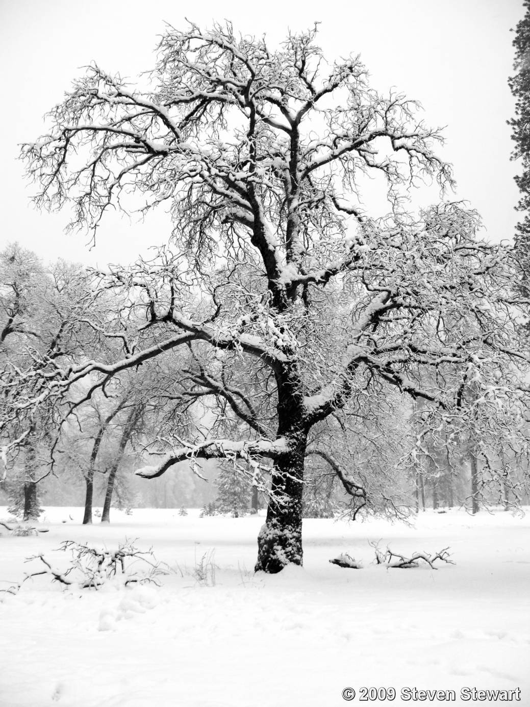 1039x1385 Snow On Tree Branches - Snowy Tree Drawing