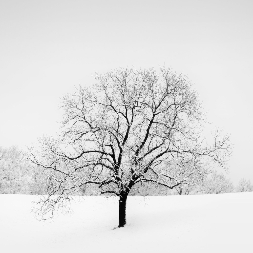 White tree. Зимнее дерево на черном фоне. Одинокое сухое дерево зима. Большое белое дерево. Голые деревья в снегу.