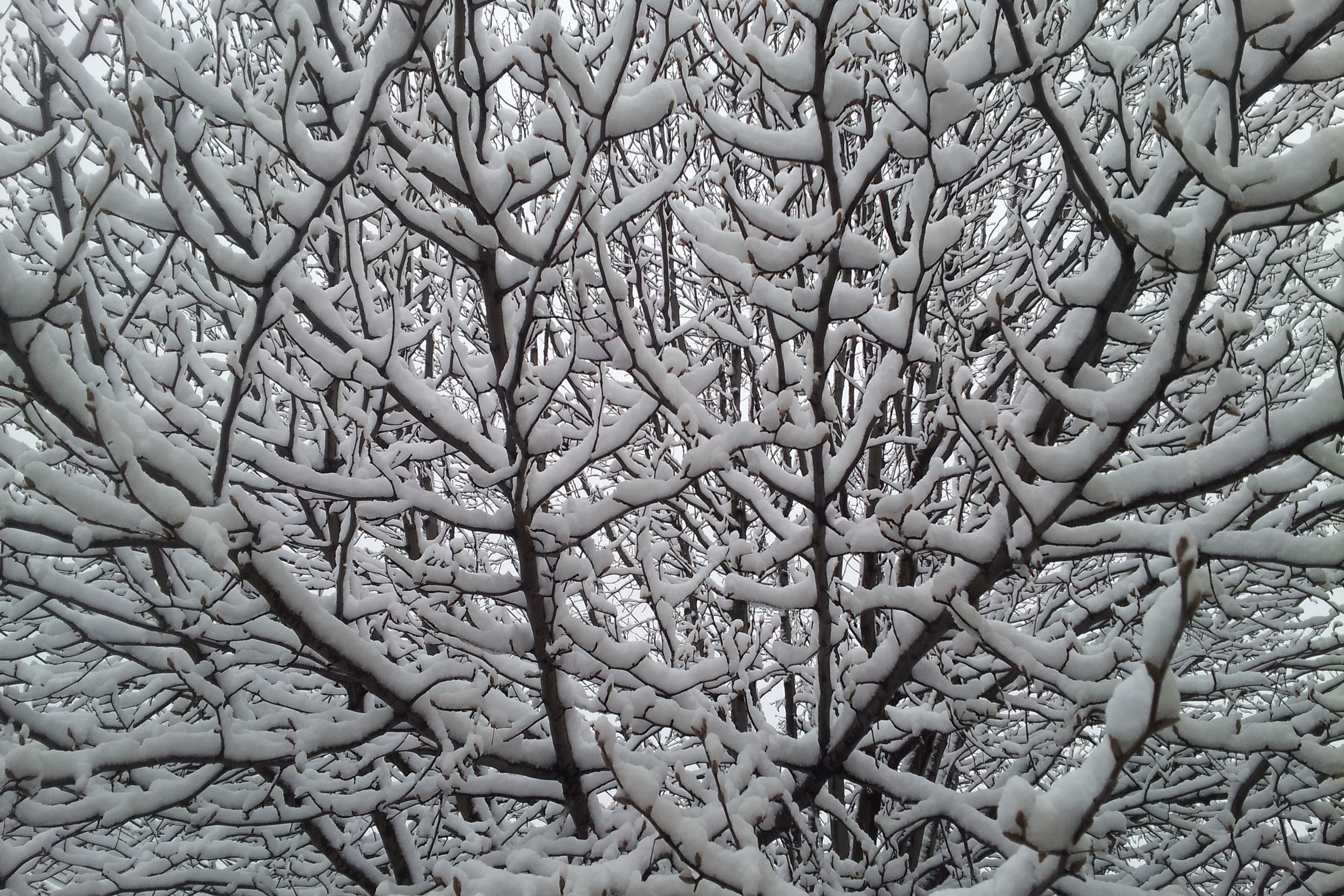 3200x2134 free images branch, snow, cold, winter, black and white, leaf - Snowy Tree Drawing