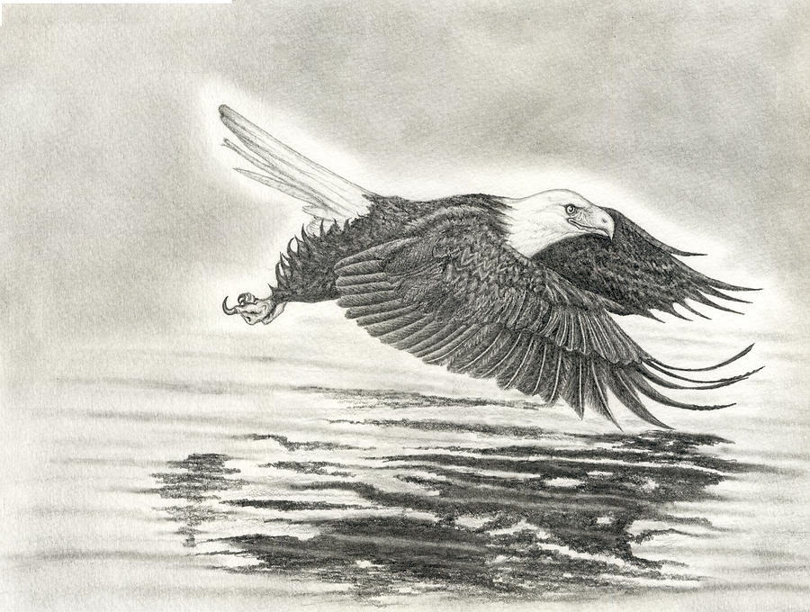 900x680 Soaring Eagle Drawing - Soaring Eagle Drawing