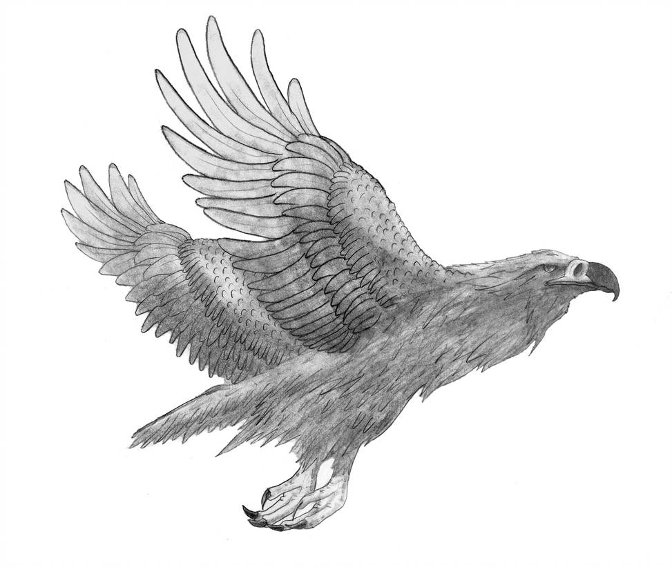 973x822 Soaring Eagle - Soaring Eagle Drawing