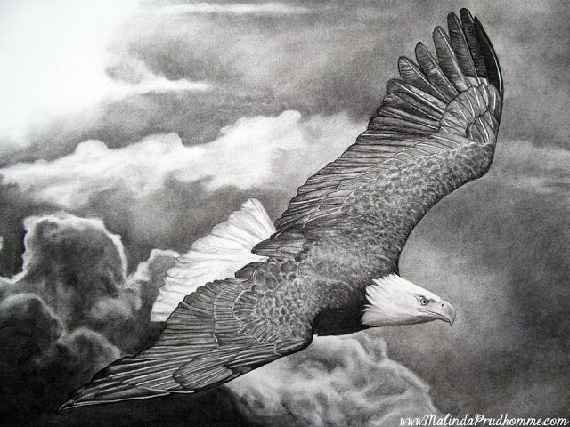 640x480 charcoal drawing, charcoal artist, eagle soaring, eagle art - Soaring Eagle Drawing
