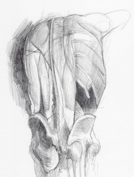 534x705 using derwent precision for anatomical drawings - Soft Drawing