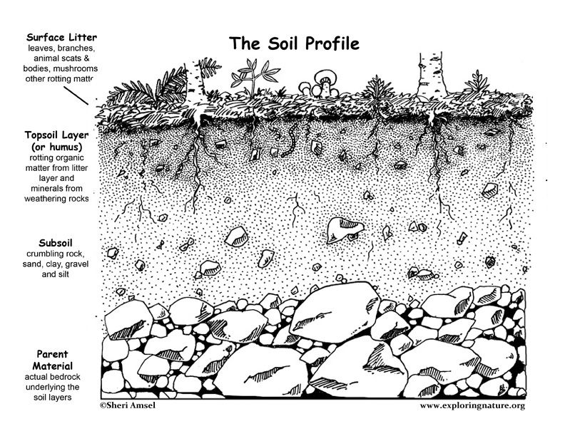 792x612 image result for cross section of dirt drawing art director - Soil Drawing