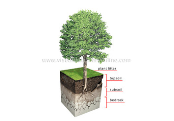 355x247 soil profile drawing and soil horizons - Soil Drawing
