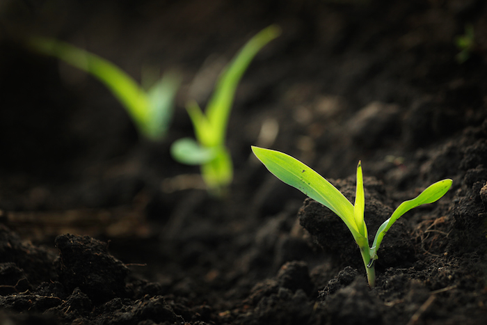 700x467 cargillag ca - Soil Drawing