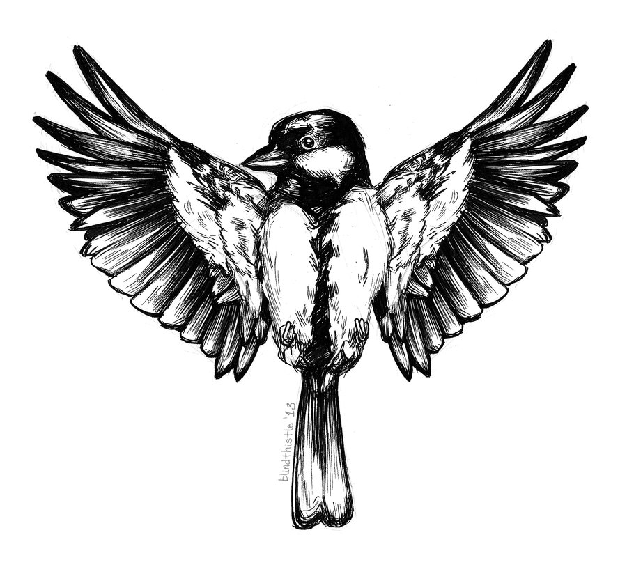 900x814 image gallery songbird drawing - Songbird Drawing