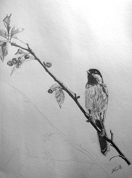 Songbird Drawing at PaintingValley.com | Explore collection of Songbird ...