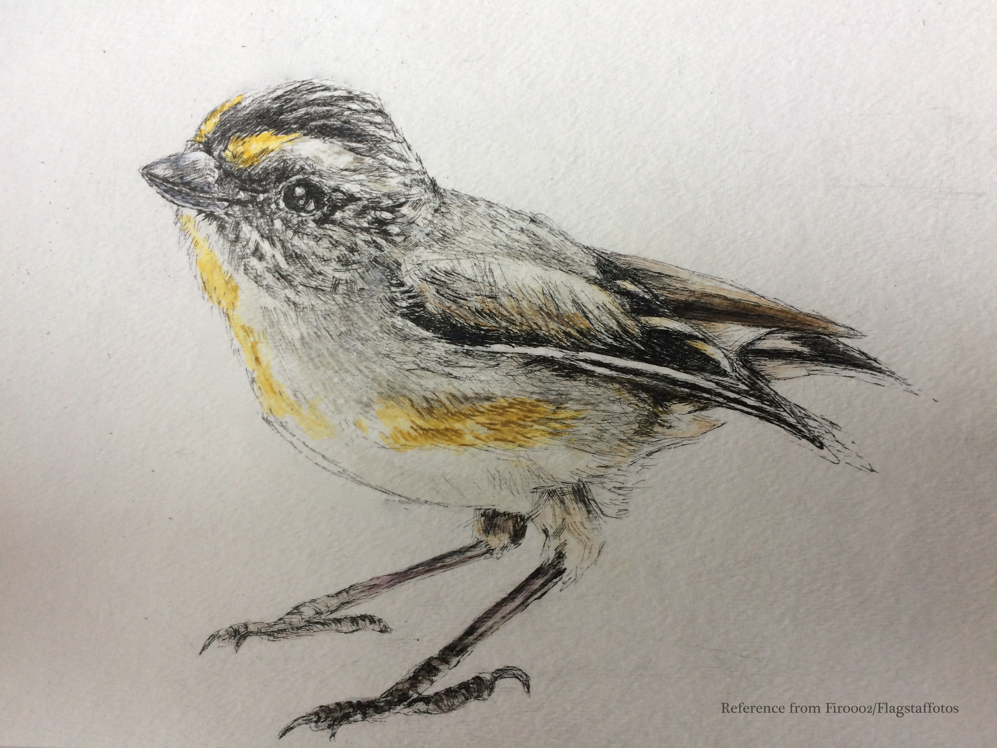 3264x2448 songbird drawing - Songbird Drawing