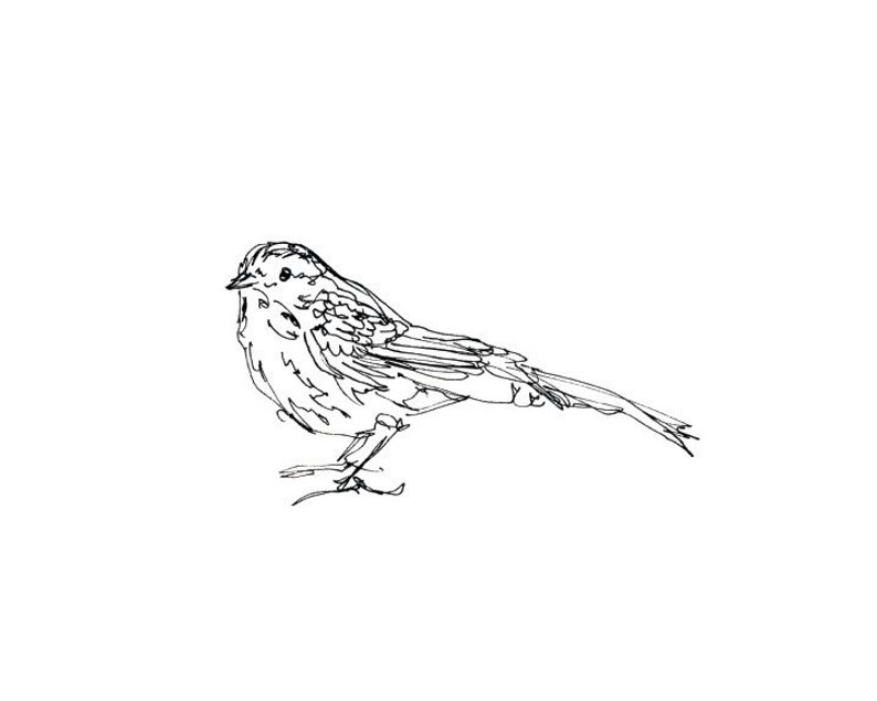 794x635 sparrow bird art giclee print songbird line drawing etsy - Songbird Drawing