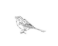 236x188 sparrow - Songbird Drawing