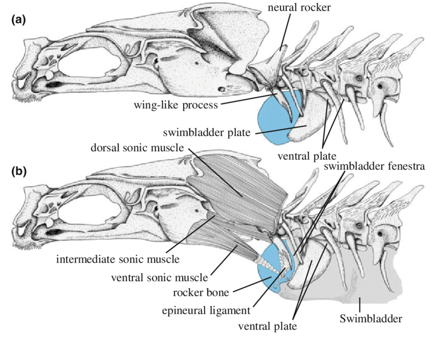 850x668 Drawing Of The Skeleton, Swimbladder, And Sonic Muscles - Sonic Drawing Pictures