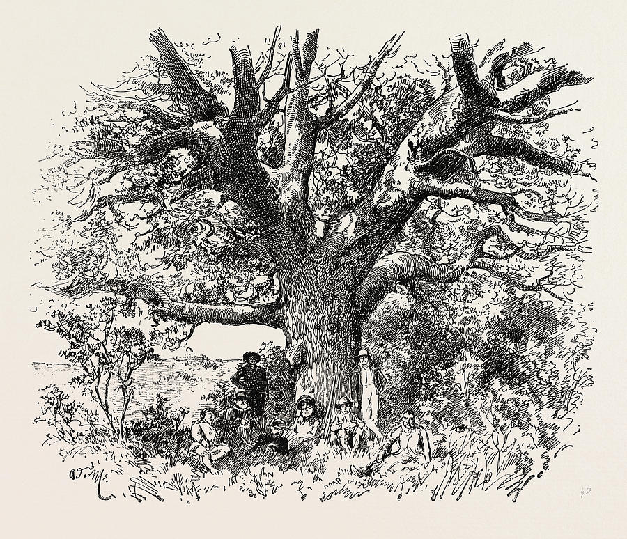 900x774 a buck hunting excursion in south africa a yellow wood tree - South Africa Drawing