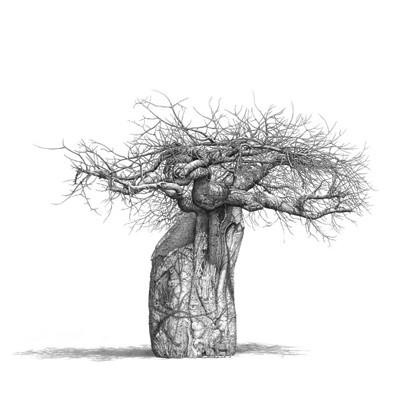 400x400 Warthog' Still Life Drawing Bowen Boshier Pencil Drawings - South Africa Drawing