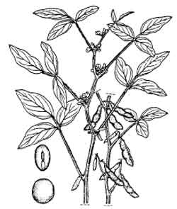 250x295 goat pastures soybean - Soybean Drawing