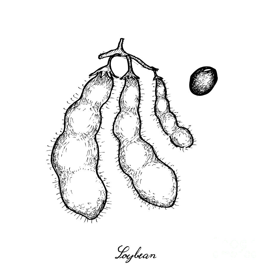900x900 hand drawn of delicious fresh green soybeans drawing - Soybean Drawing