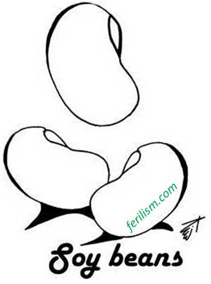 435x585 soybean drawing - Soybean Drawing