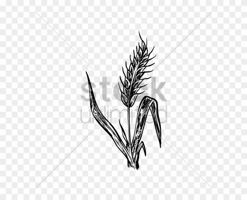 840x680 soybean drawing botanical - Soybean Drawing