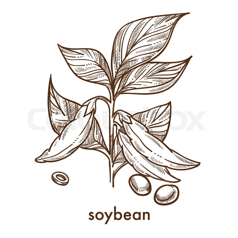 800x800 soybean grains on stem with leaves stock vector colourbox - Soybean Drawing