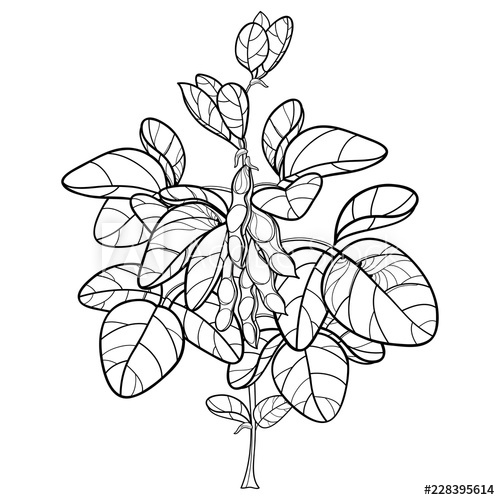 500x500 vector bunch with outline soybean or soy bean with pods and ornate - Soybean Drawing