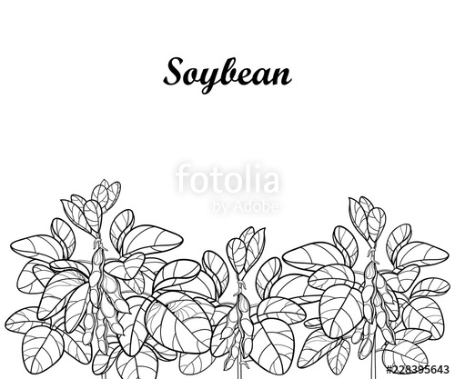 500x417 vector field with outline soybean or soy bean with pods and ornate - Soybean Drawing