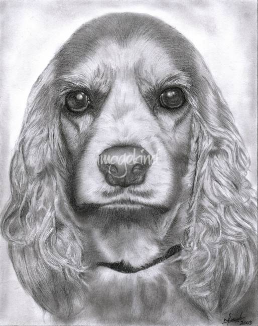 514x650 cocker spaniel pencil drawing - Spaniel Drawing