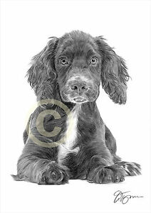 212x300 dog cocker spaniel puppy pencil drawing print only signed - Spaniel Drawing