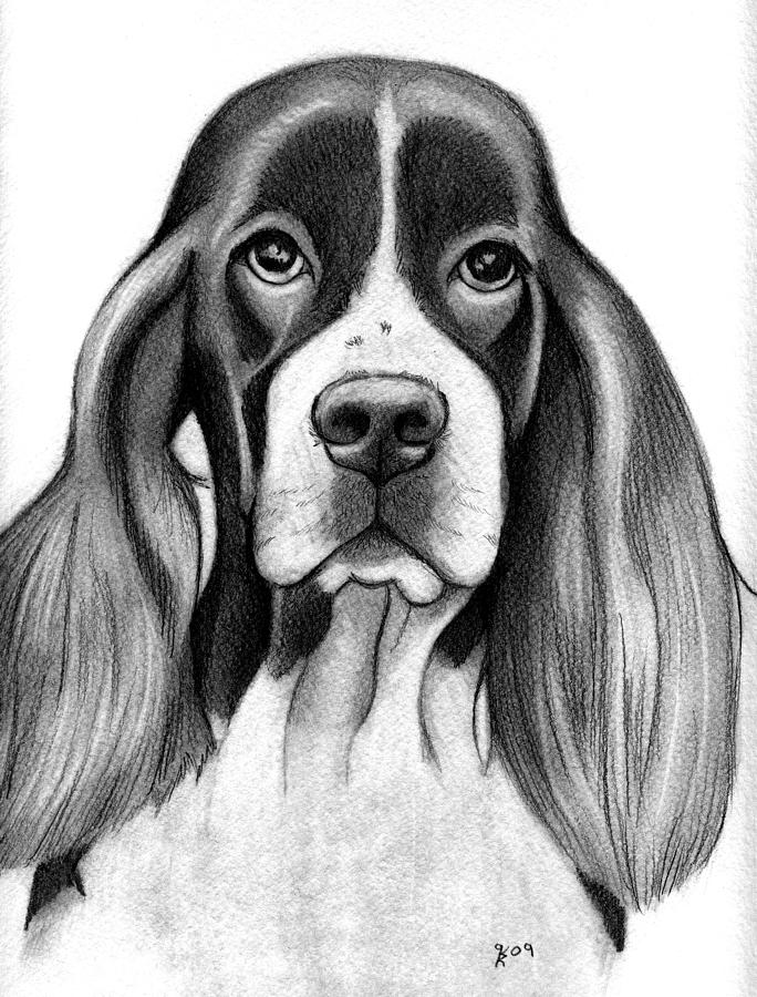 684x900 english springer spaniel drawing - Spaniel Drawing