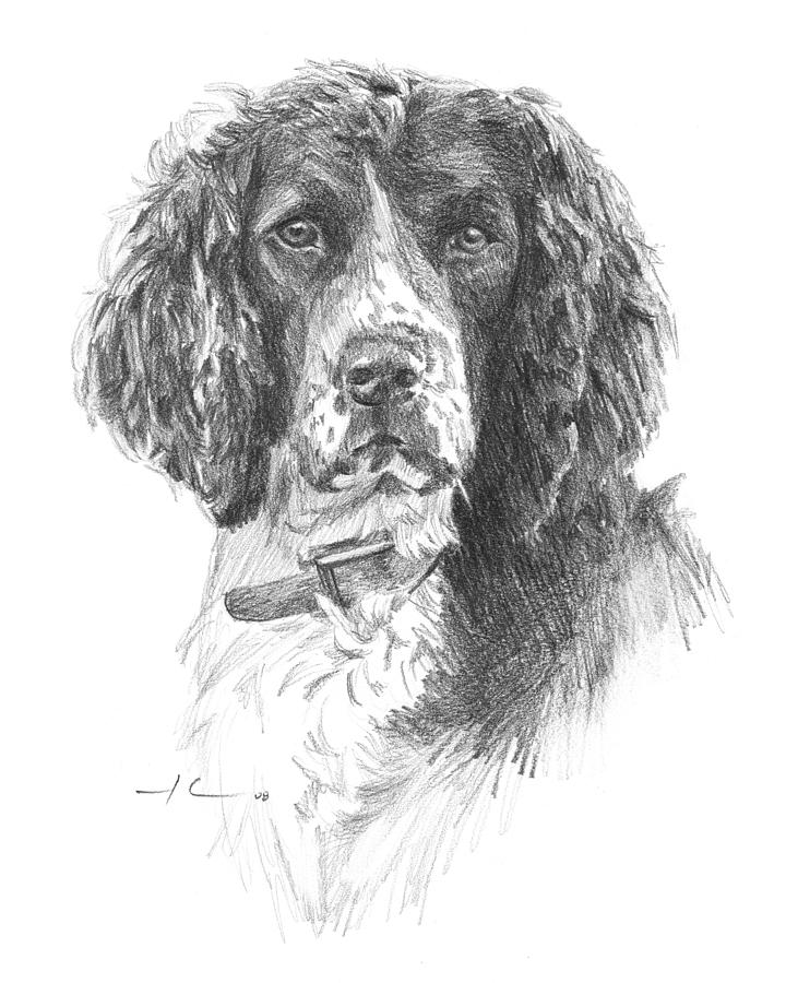720x900 english springer spaniel pencil portrait drawing - Spaniel Drawing