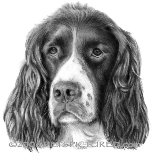500x500 english springer spaniel portrait - Spaniel Drawing