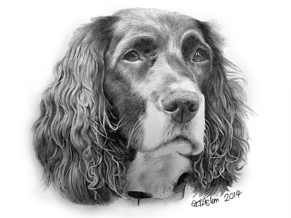 960x720 here's my latest drawing of a dog, a springer spaniel named pippa - Spaniel Drawing
