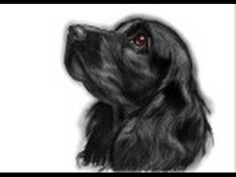 480x360 how to draw a cocker spaniel - Spaniel Drawing