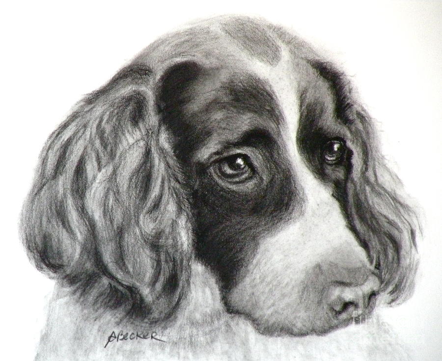 900x735 spaniel drawing painting - Spaniel Drawing