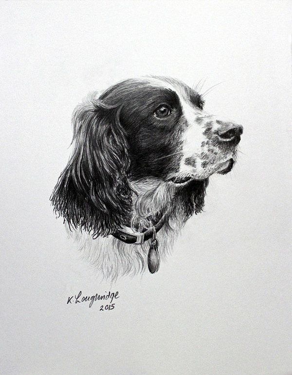 600x770 springer art print - Spaniel Drawing